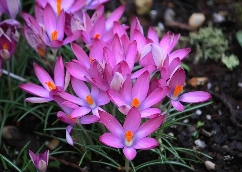 Rosa Crocus Semillas para siembra – flores brillantes – variedad tradicional y semillas sin ingeniería genética para el jardín doméstico