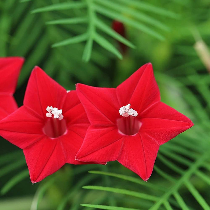 Rouge Cyprès graines de fleurs à semer – longue saison de floraison – variété traditionnelle et sans OGM, graines pour le jardin familial