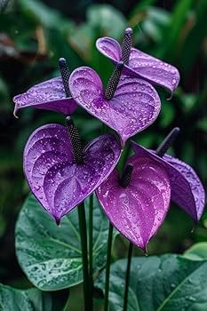 Graines de fleurs Andraeanum violettes à semer – qualité supérieure – variété traditionnelle et sans OGM, graines pour jardin familial