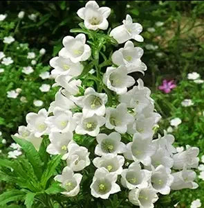 Pure weiß heirloom campanula canterbury bells samen