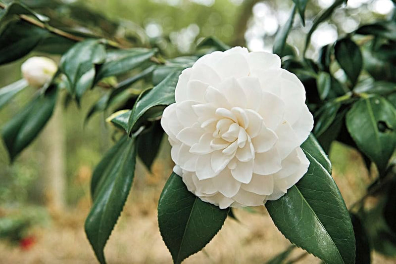Blanco, camelia, Flores, semillas de flores para sembrar, flor de corte popular, variedad tradicional y sin transgénicos, semillas para el jardín doméstico