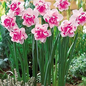 Rosa daffodils blume samen for anpflanzung - long bloom season, heirloom & gmo free samen for home garten
sale for anpflanzung in home garten