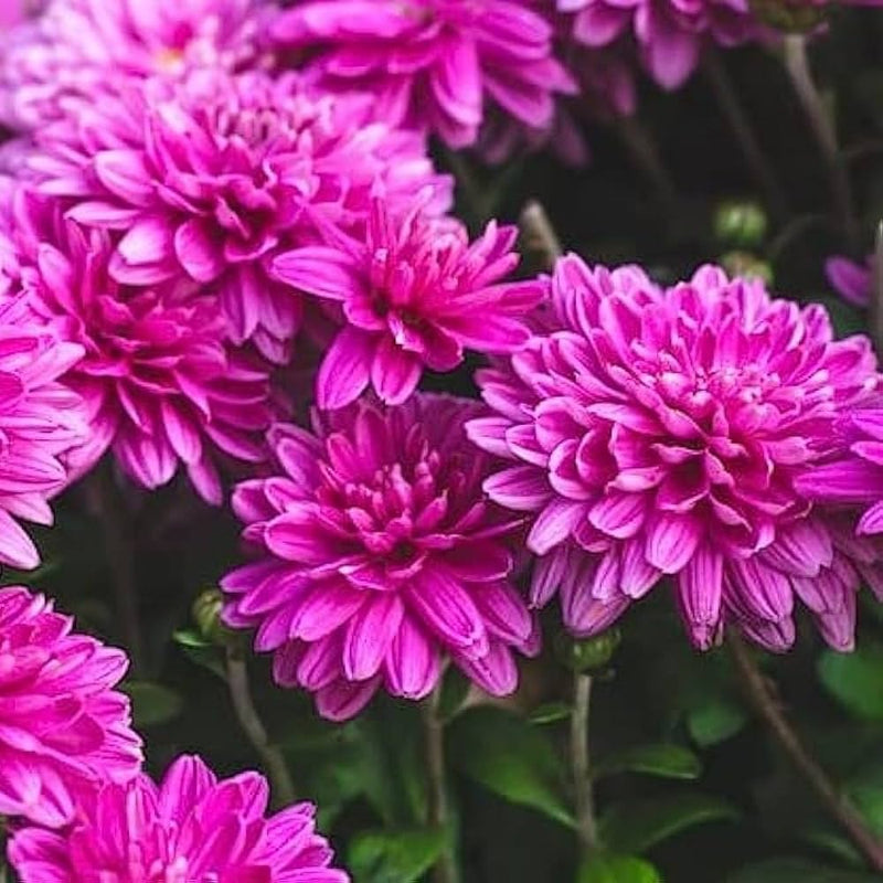 Graines de chrysanthème violet à semer – floraison continue saisonnière – variété traditionnelle et semences sans OGM pour le jardin familial