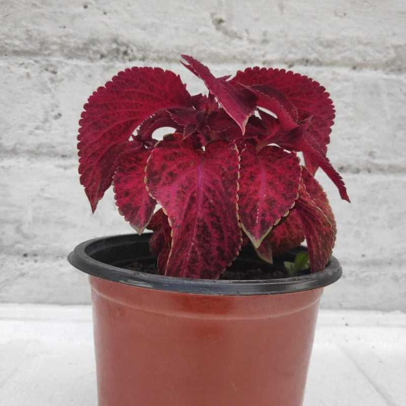 Rot (rot dragon) samen for anpflanzung in home garten