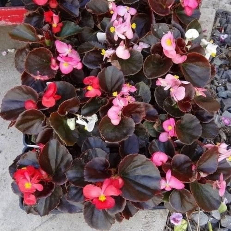 Pelleted samen begonia schokoladen sampler mix