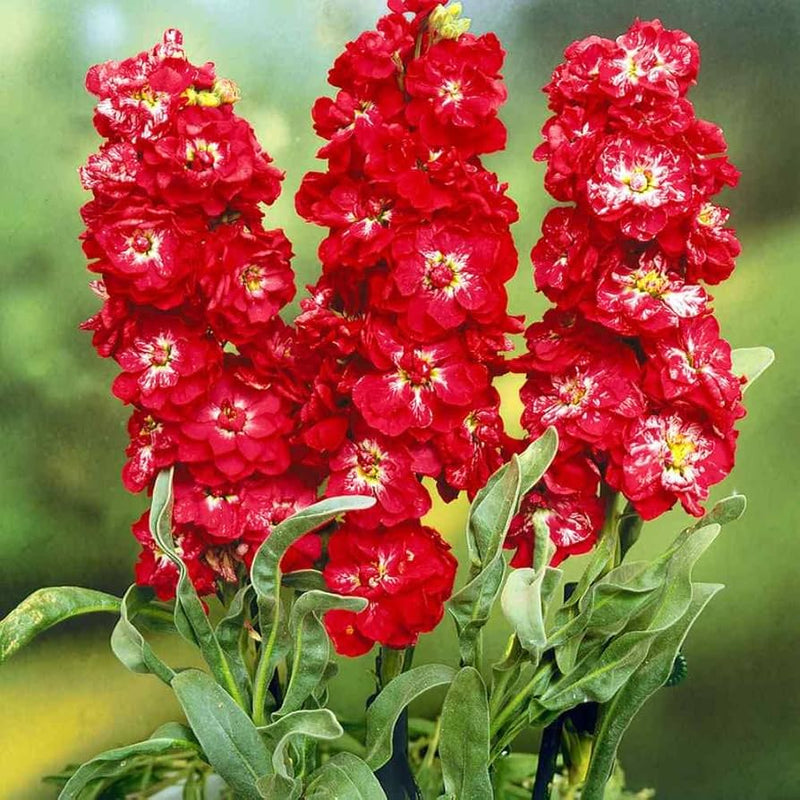 Rot matthiola blume samen for anpflanzung - fragrant blossoms, heirloom & gmo free samen for home garten
sale for anpflanzung in home garten.