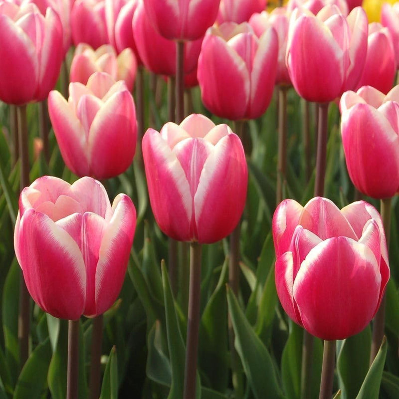 Rosa weiß tulip blume samen for anpflanzung - fragrant blossoms, heirloom & gmo free samen for home garten
sale samen for home garten
