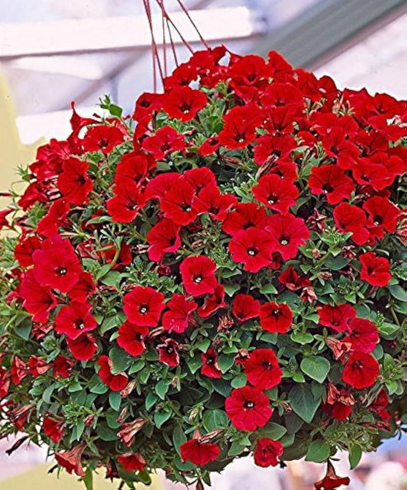 Petunia hulahoop rot samen for bold rot petunia blooms