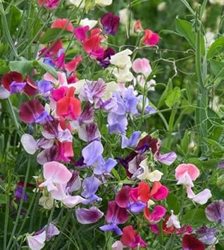 Heirloom peas blume samen for anpflanzung vibrant colors heirloom & gmo free samen for home garten
sale for anpflanzung in home garten