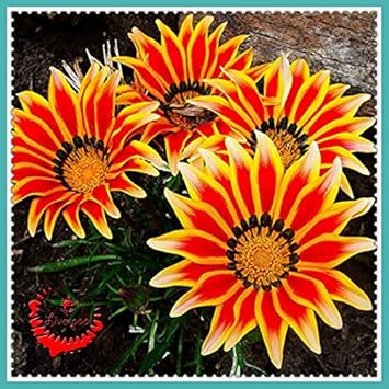 Rot china aster blume samen for anpflanzung cut blume favorite heirloom & gmo free samen for home garten
sale for anpflanzung in home garten