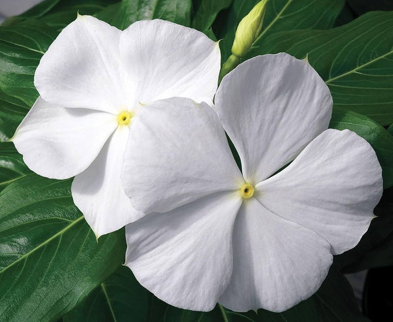Semillas de Catharanthus blanco para sembrar