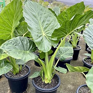 Alocasia macrorrhiza blume samen for anpflanzung - bright blooms, heirloom & gmo free samen for home garten
sale samen for home garten