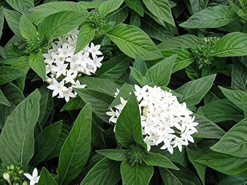 Weiß pentas starla blume samen for anpflanzung - wildflower mix, heirloom & gmo free samen for home garten
sale samen for home garten