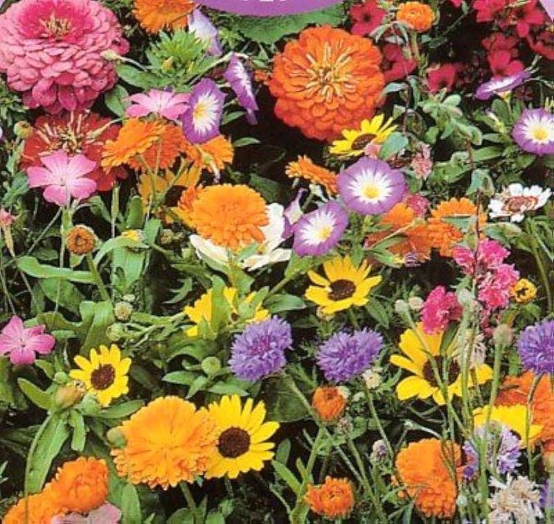 Salviamo le api, miscuglio di semi di fiori selvatici per impollinatori