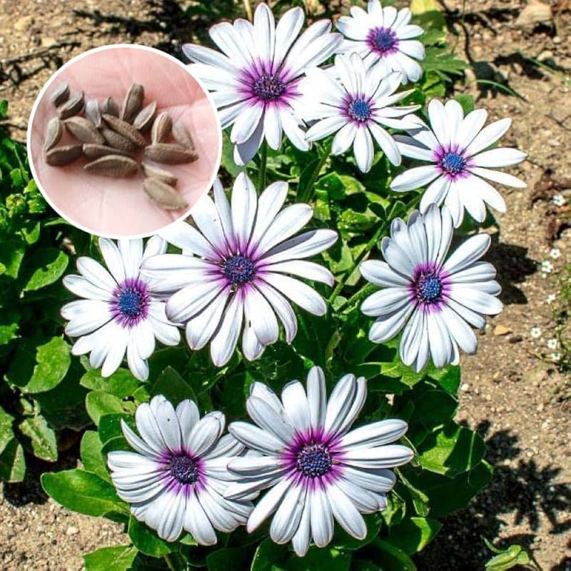 Weiß african daisy samen for bright, long-blooming blumen