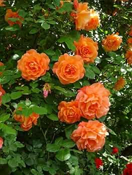 Graines de rose grimpante orange foncé – indispensables au jardin de style champêtre, variété traditionnelle sans OGM
