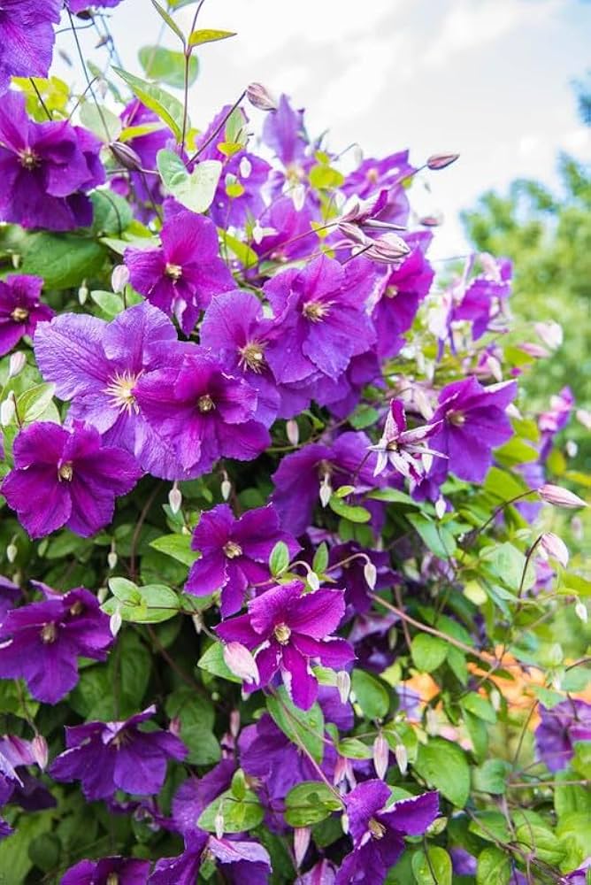 Clematis lila blume for anpflanzung in blume bed