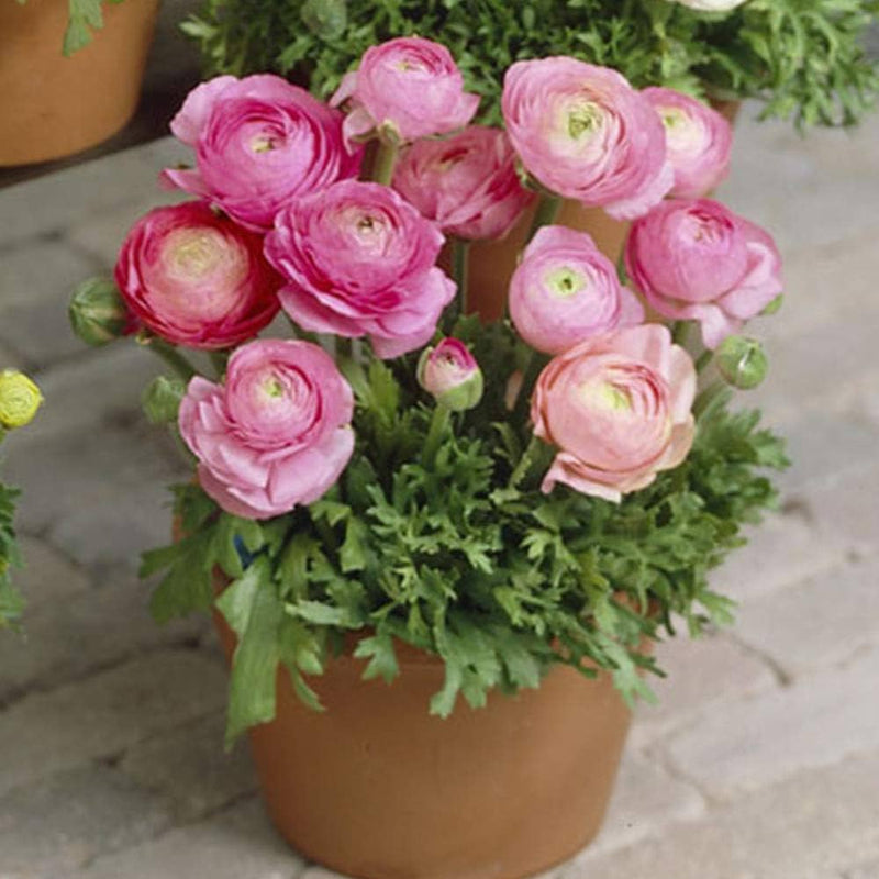 Ranúnculo rosa, semillas de flores para sembrar, fácil de cuidar, variedad tradicional y sin ingeniería genética, semillas para el jardín doméstico