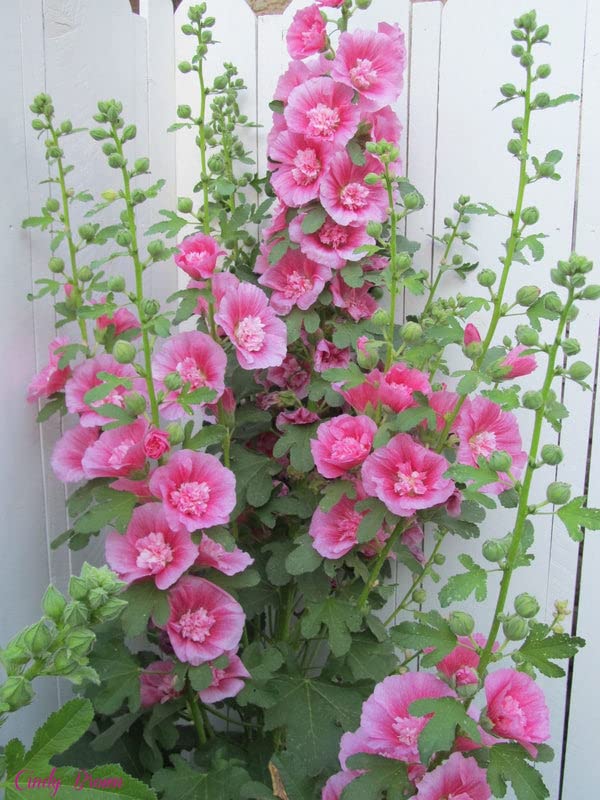 Zebrina mini hollyhock alcea rosea for anpflanzung in blume bed