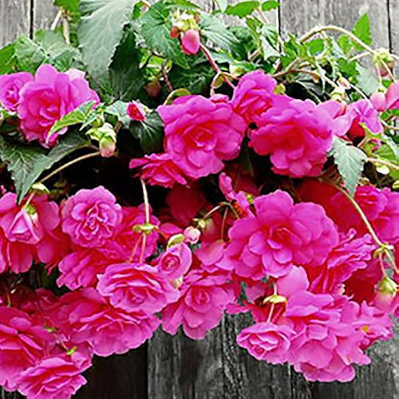 Graines de bégonia rose à semer – croissance compacte – variété traditionnelle et sans OGM, graines pour jardin familial