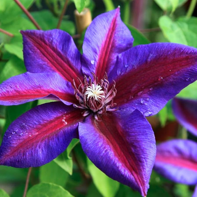 Semillas de clemátide roja y lila para sembrar – esencial en jardines de estilo rústico – variedad tradicional y semillas sin ingeniería genética para el jardín doméstico