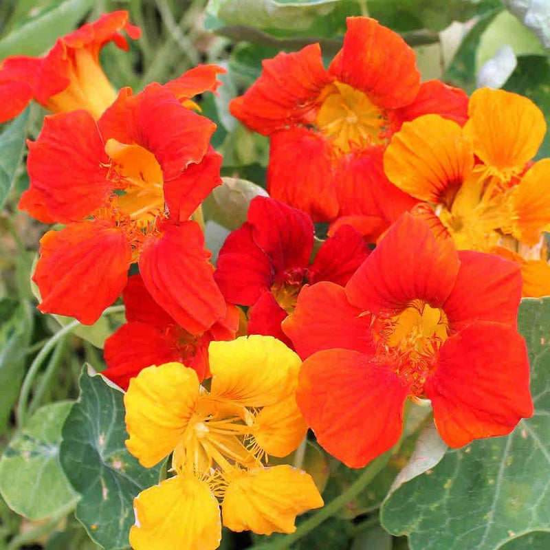 Semillas de flores de capuchina, variedad tradicional, para sembrar, mezcla de flores silvestres, variedad tradicional y sin organismos modificados genéticamente, semillas para el jardín doméstico