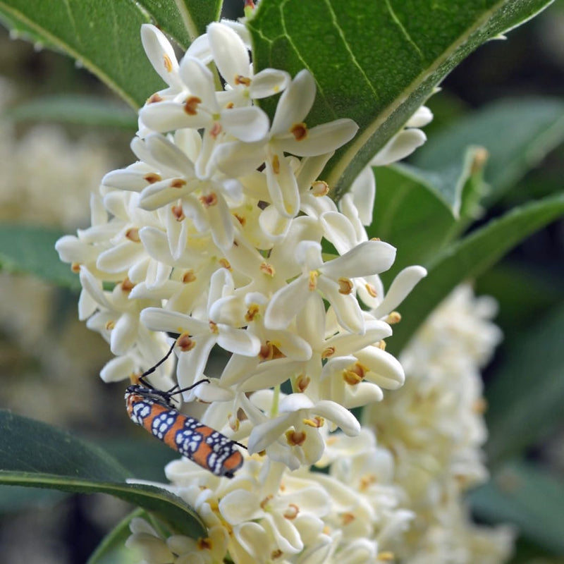 Heirloom (heirloom osmanthus) samen for anpflanzung in home garten