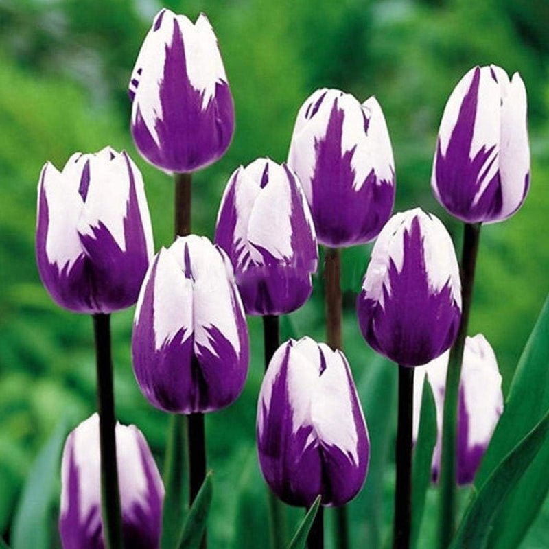 Weiß lila tulip blume samen for anpflanzung - seasonal bloomer, heirloom & gmo free samen for home garten
sale samen for home garten