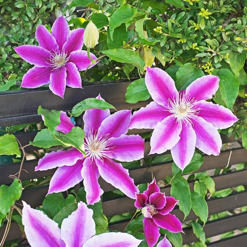 Semillas de flores de clemátide para siembra – floración estacional prolongada – variedad tradicional y semillas sin ingeniería genética para el jardín doméstico