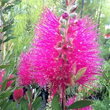 Rosa bottle brush blume samen for anpflanzung - long bloom season, heirloom & gmo free samen for home garten
sale for anpflanzung in home garten.
