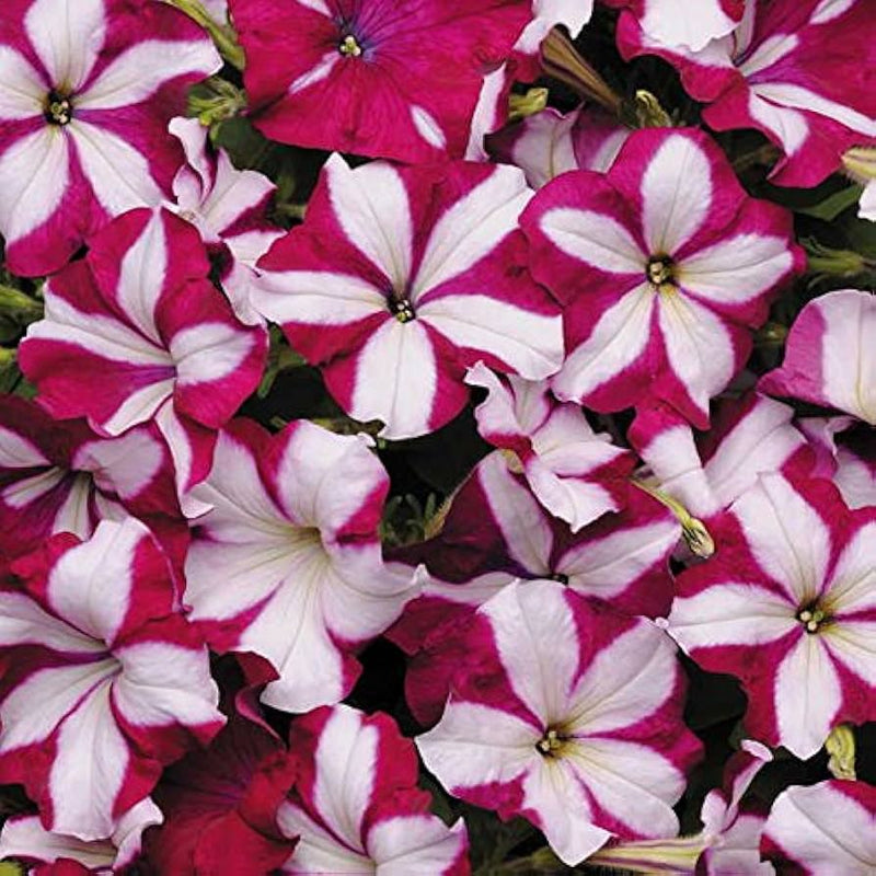 Pelleted petunia star burgundy stern samen