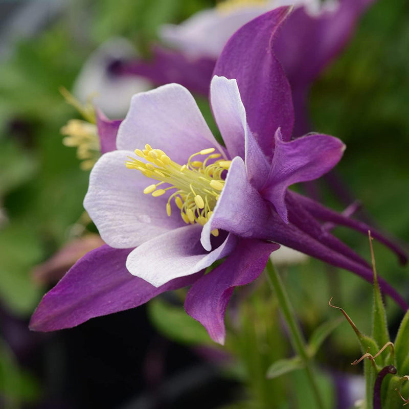 Aquilegia blume samen for anpflanzung - wildflower mix, heirloom & gmo free samen for home garten
sale for anpflanzung in home garten.