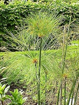 Heirloom papyrus blume samen for anpflanzung colorful display heirloom & gmo free samen for home garten
sale for anpflanzung in home garten