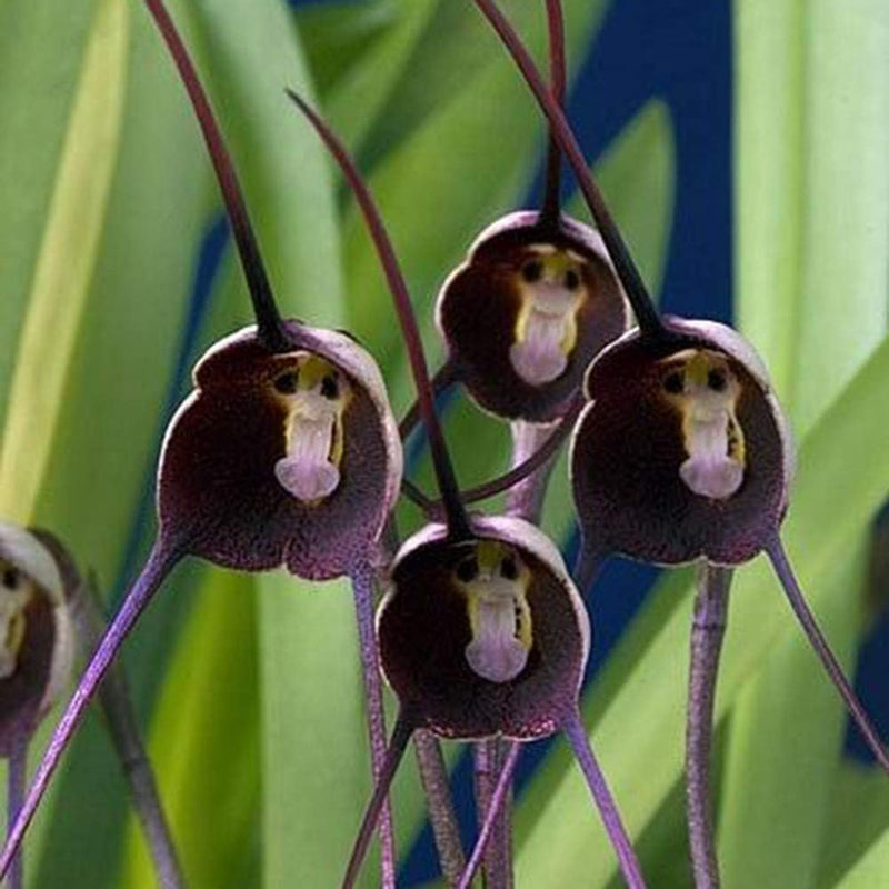 Violet monkey face blume samen for anpflanzung - colorful display, heirloom & gmo free samen for home garten
sale samen for anpflanzung in home garten