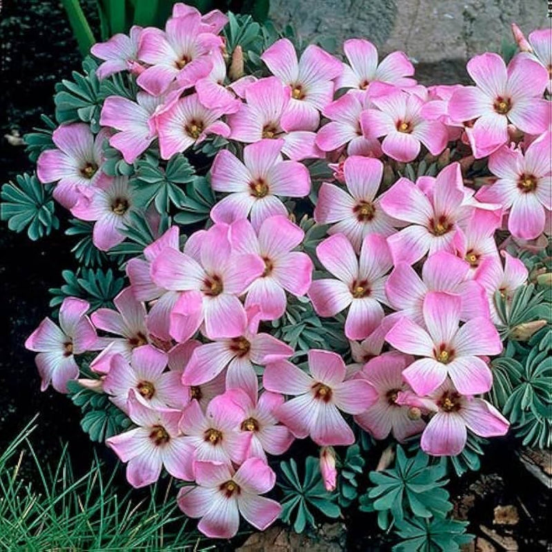 Oxalis laciniata blume samen rare ornamental blooms