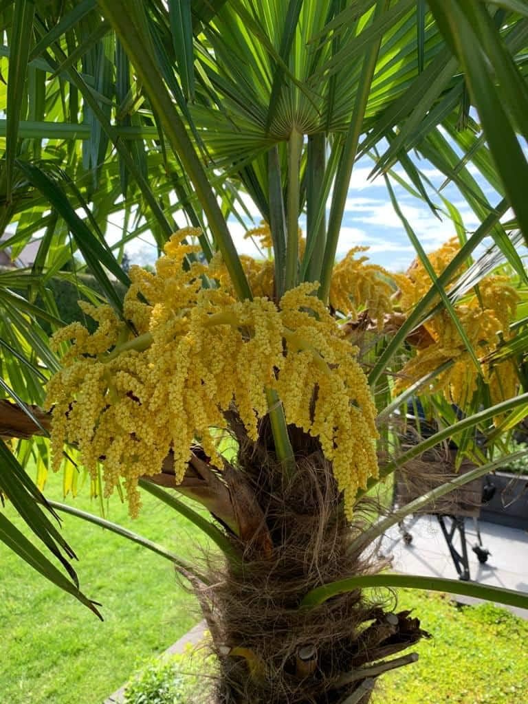 Heirloom trachycarpus blume samen for anpflanzung seasonal bloomer heirloom & gmo free samen for home garten
sale for anpflanzung in home garten