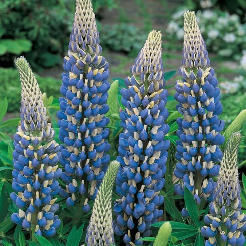 Sweet blau lupine perennial blume samen