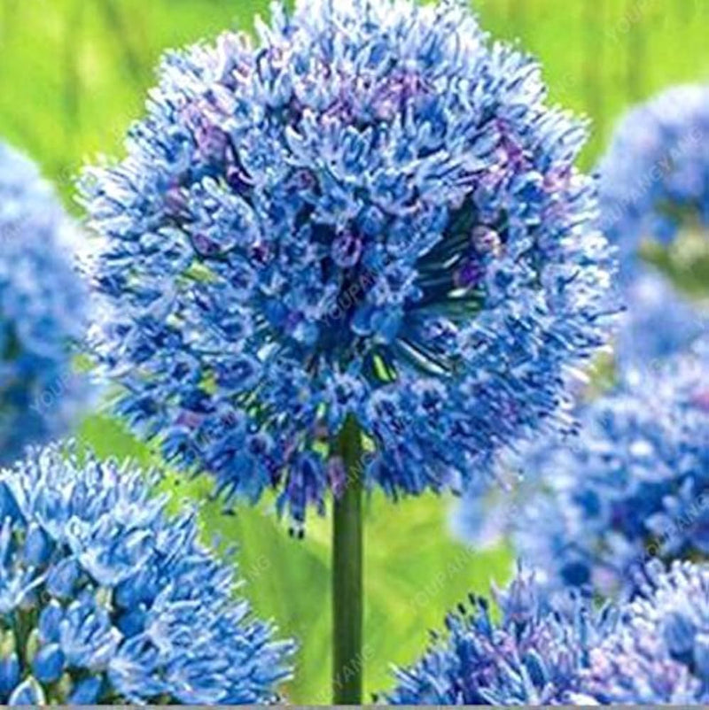 Riesenlauch (allium giganteum) samen for rare blumen and bonsai