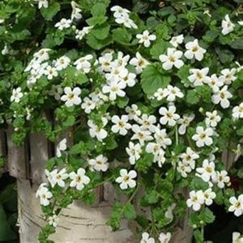 Weiß snowtopia blume samen for anpflanzung - compact growth, heirloom & gmo free samen for home garten
sale samen for anpflanzung in home garten