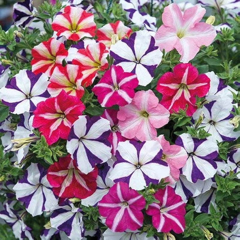 Pelleted samen logro mix petunia blumen