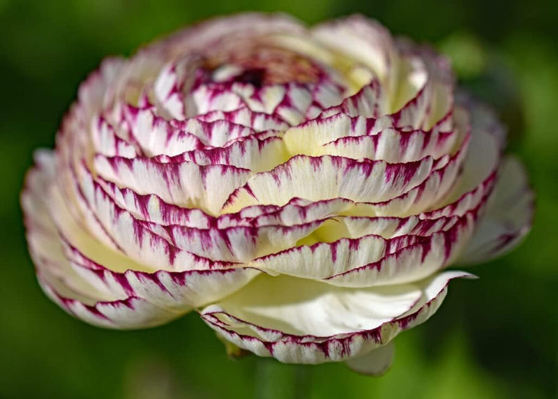 Weiß lila ranunculus blume samen for anpflanzung - cut blume favorite, heirloom & gmo free samen for home garten
sale for anpflanzung in home garten.