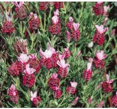 Rot lavender blume samen for anpflanzung - bright blooms, heirloom & gmo free samen for home garten
sale samen for home garten