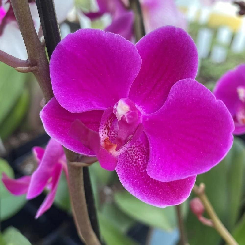 Violet phalaenopsis orchid blume samen for anpflanzung - garten favorite, heirloom & gmo free samen for home garten
sale samen for home garten