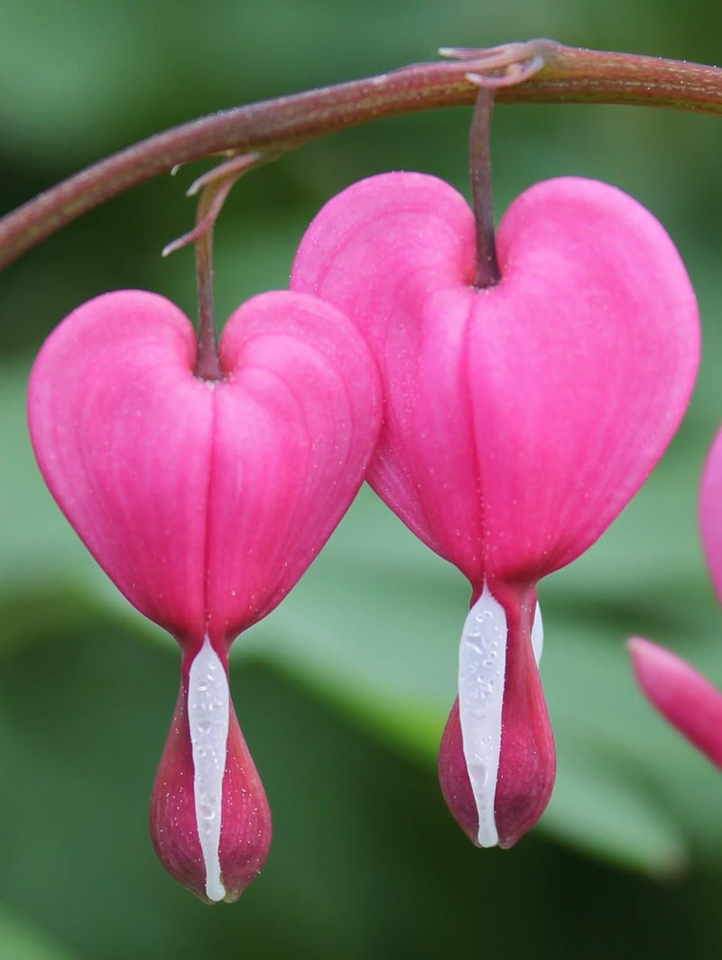 Poof blume samen for anpflanzung - fragrant blossoms, heirloom & gmo free samen for home garten
sale samen for home garten