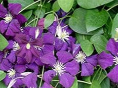 Violet matthiola blume samen for anpflanzung - sun loving, heirloom & gmo free samen for home garten
sale samen for home garten