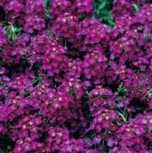 Graines de fleurs d’alyssum couvre-sol à semer – pour la culture de jeunes plants, variété traditionnelle, sans OGM, graines pour jardin familial