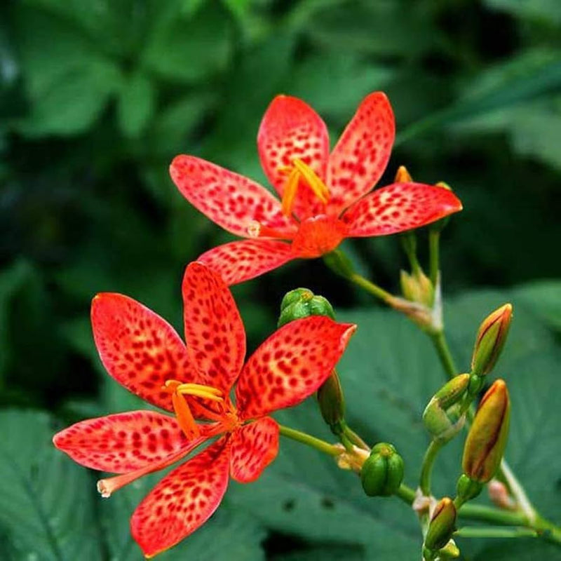 Rot leopard blume samen for anpflanzung - low maintenance, heirloom & gmo free samen for home garten
sale samen for home garten