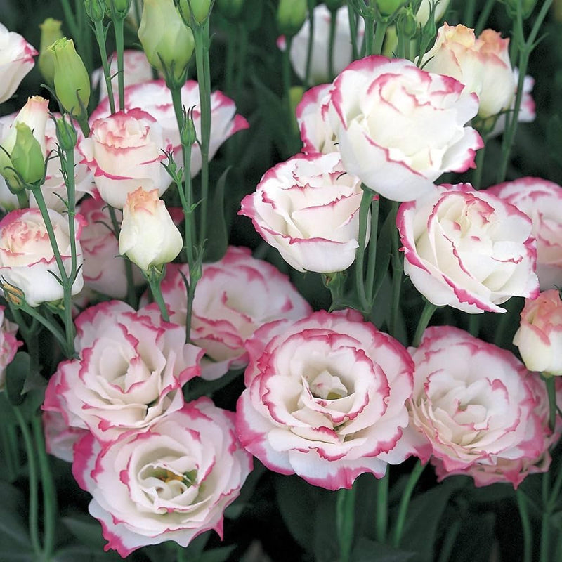 Semillas de flores rosas y blancas de lisianthus para sembrar: flores anuales elegantes para su jardín