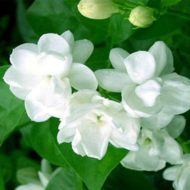 Weiß jasminoides blume samen for anpflanzung - garten favorite, heirloom & gmo free samen for home garten
sale samen for anpflanzung in home garten