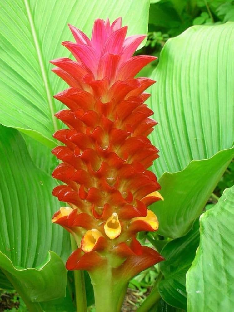 Graines de Curcuma aeruginosa rouge à semer – variété robuste – variété traditionnelle et graines sans OGM pour le jardin familial